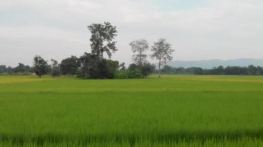 4k Aerial Drone çekimi, yeşil tarımsal pirinç terası, kırsal çayır manzarası, Asya, pirinç tarımı, ağaç kırsal bölgesi, güneşli gün, tropikal hava, Tayland