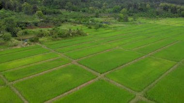 Dağ arkası, Tayland manzaralı, tarım geleneği, sıcak ve nemli tropikal hava koşulları olan, kare pirinç tarlasının üzerindeki 4k hava aracı görüntüleri. Açık gökyüzü, yeşil renk, Asya seyahati