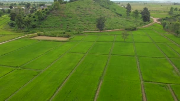 Letecké Drone Záběry Nad Hranatým Rýžovým Polem Horským Pozadím Thajsko — Stock video