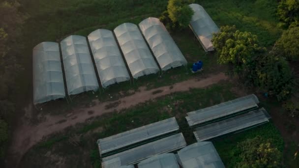 Luftdrohne Schoss Über Gemüsefarm Weißes Grünes Hausdach Landwirtschaftliche Industrie Tropisches — Stockvideo