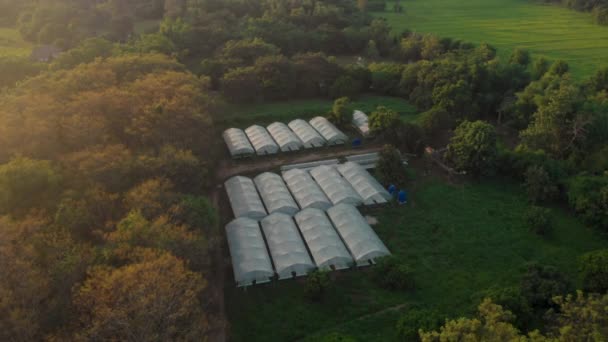 4K架空无人驾驶飞机飞越蔬菜农场 白色绿屋屋顶农用工业 热带天气 当地创业 食品配料 产品制造厂 家庭种植植物 — 图库视频影像