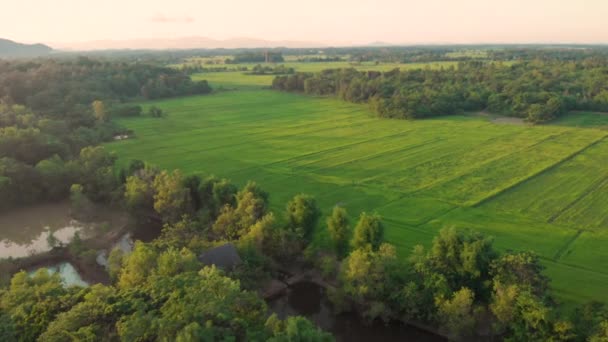 Luftdrohne Geschossen Fliegen Über Land Grüne Reisfeld Bei Sonnenuntergang Thailands — Stockvideo