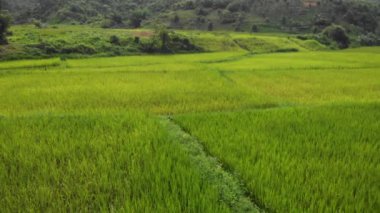 4k Drone dev tarım alanı, dağ tepesi, güney doğu Asya, pirinç bahçıvanlığı, doğal desen, açık hava ekimi, Asya kırsal alanı, yeşil sarı çimen tarlası, çeltik kırsalı, ilkbahar