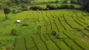 4k Drone dev tarım alanı, dağ tepesi, güney doğu Asya, pirinç bahçıvanlığı, doğal desen, açık hava ekimi, Asya kırsal alanı, yeşil sarı çimen tarlası, çeltik kırsalı, ilkbahar