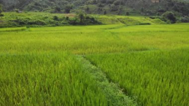 4k Aerial view, over big green yellow rice agriculture field, South East Asia, Mountain background, Thailand, Peyzaj drone, day time, season change, plant ekimi, hasatçılık, yellow spring