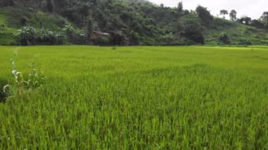 4k Aerial view, over big green yellow rice agriculture field, South East Asia, Mountain background, Thailand, Peyzaj drone, day time, season change, plant ekimi, hasatçılık, yellow spring