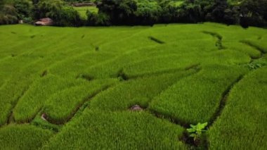 4k Aerial view, alçak açılı Drone shot, Güney Doğu Asya, Rice Paddy, Tayland, Doğa, Çiftlik, Asya çiftçiliği, tarımsal pirinç tarlaları. sanayi 