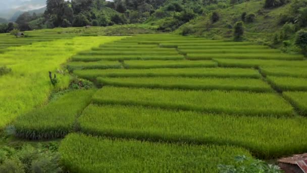 4K低角度ドローンは 緑の農業の田んぼ 東南アジア パターンの性質 タイを撮影しました自然な質感 アジアの農業 種子の成長 — ストック動画
