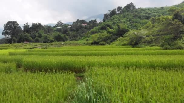 Drohnenrückzugsschuss Über Grünem Reisfeld Bewölktem Himmel Berghintergrund Thailand Gartenarbeit Außenbepflanzung — Stockvideo