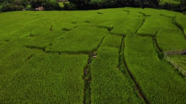 Luchtfoto Van Landbouwrijstvelden Lage Hoek Drone Schot Vliegen Door Groen — Stockvideo