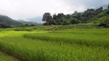 4k Drone yeşil tarla, inek, çiftlik evi bulutlu gökyüzü, dağ, Tayland, bahçıvanlık, açık hava ekimi, Asya kırsal bölgesi, sisli gün, mevsim değişimi, verimlilik, ağaç ormanı,