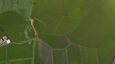 4k hava aracı üst açıyla çekildi, pirinç tarlası desenli bahçıvanlık, doğa tarımı, Asya, Peyzaj, gündüz mevsimi, gübrelenmiş çeltik, kır vadisi çiftliği, yeşil doğal renk