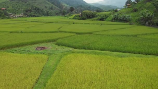 Drone Shot Sopra Grande Campo Riso Verde Giallo Agricoltura Paese — Video Stock