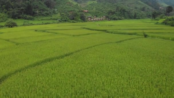 Drone Lento Tiro Vista Ángulo Bajo Sobre Campo Agricultura Arroz — Vídeo de stock