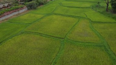 4k hava aracı üst açıyla çekildi, pirinç tarlası desenli bahçıvanlık, doğa tarımı, Asya, Peyzaj, gündüz mevsimi, gübrelenmiş çeltik, kır vadisi çiftliği, yeşil doğal renk