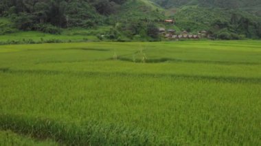 4k hava aracı üst açıyla çekildi, pirinç tarlası desenli bahçıvanlık, doğa tarımı, Asya, Peyzaj, gündüz mevsimi, gübrelenmiş çeltik, kır vadisi çiftliği, yeşil doğal renk