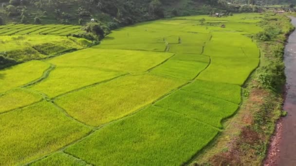 Drone Shot Huge Agriculture Field Mountain Hill South East Asia — Stock Video