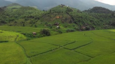 4k hava aracı üst açıyla çekildi, pirinç tarlası desenli bahçıvanlık, doğa tarımı, Asya, Peyzaj, gündüz mevsimi, gübrelenmiş çeltik, kır vadisi çiftliği, yeşil doğal renk