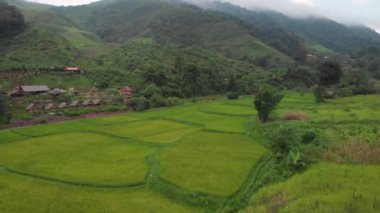 4k hava aracı üst açıyla çekildi, pirinç tarlası desenli bahçıvanlık, doğa tarımı, Asya, Peyzaj, gündüz mevsimi, gübrelenmiş çeltik, kır vadisi çiftliği, yeşil doğal renk