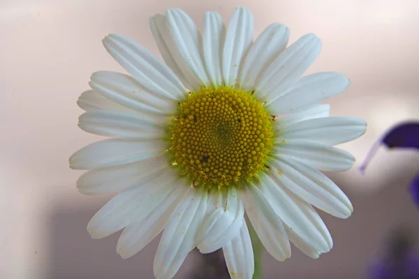 Detailní Záběr Sedmikrásky Rozmazaným Pozadím — Stock fotografie