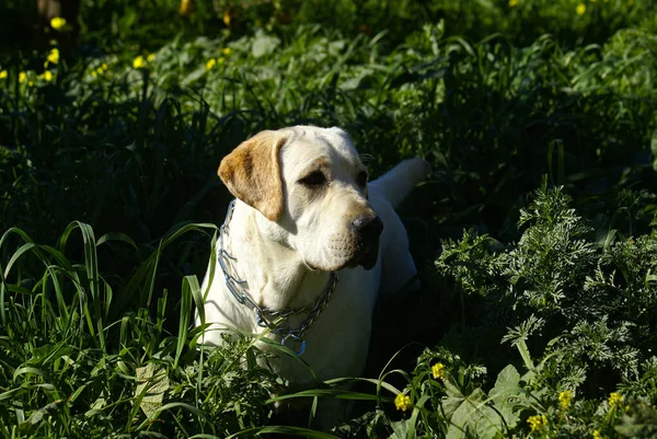 Perro Labrador Bosque — Foto de Stock