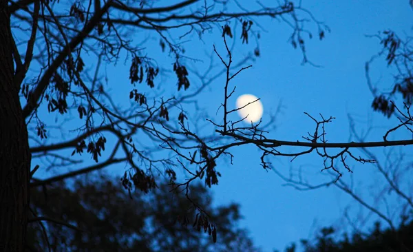 Луна Дерево Ночью — стоковое фото