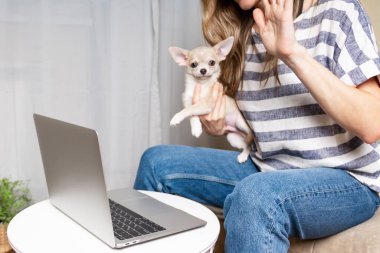 Evde kal konsepti. Yavru köpeği olan kırpılmış kadın bir video görüşmesi yapıyor. Mutlu ve gülümseyen bir kız kanepede çalışıyor, kahve içiyor ve bilgisayar kullanıyor. Seçici odak