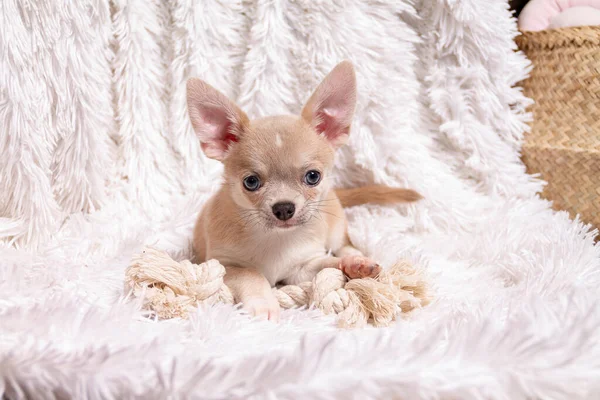 Söt valp chihuahua hund leka på vardagsrum matta och titta på kamera på vit bakgrund — Stockfoto