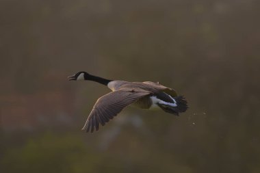 Kanadalı kaz uçuyor