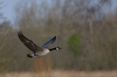 Kanadalı kaz uçuyor