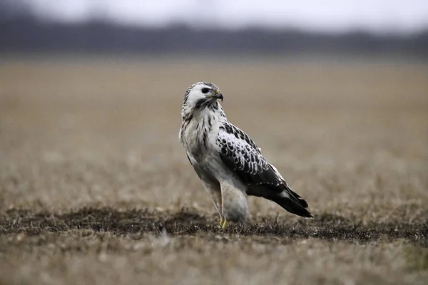 Buzzard Comum Branco Guarda — Fotografia de Stock