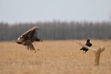 Yemek için sahada kartalların savaşı
