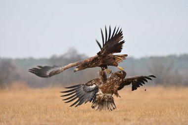 Yemek için sahada kartalların savaşı