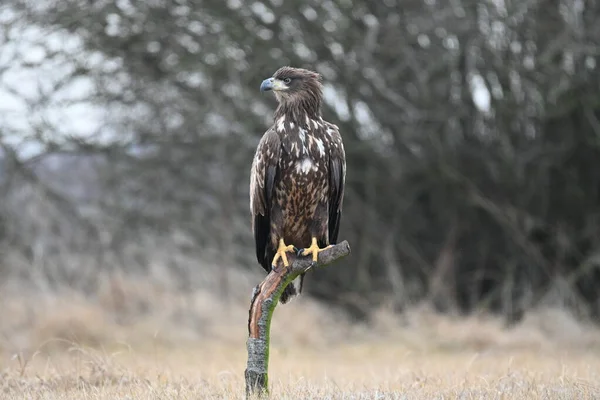 Eagle Sitten Auf Galeze Und Ausblick Für Die Linke — Stockfoto