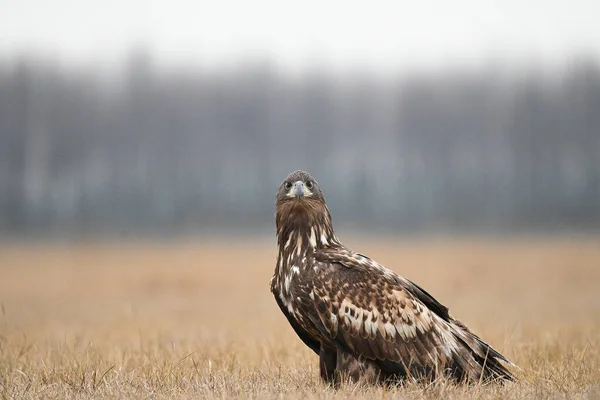 Eagle Sitting Auf Dem Grass — Stockfoto