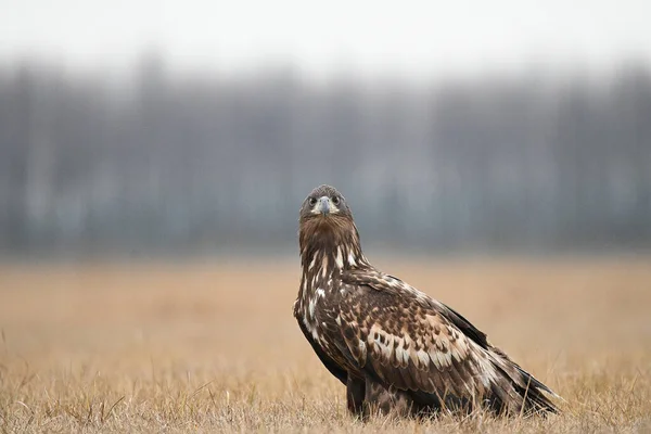 Egfj Sittering Grass — Stockfoto