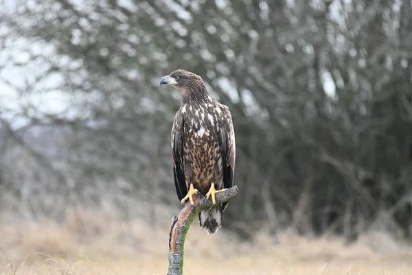 Eagle Assis Sur Galilée Regardant Vers Gauche — Photo