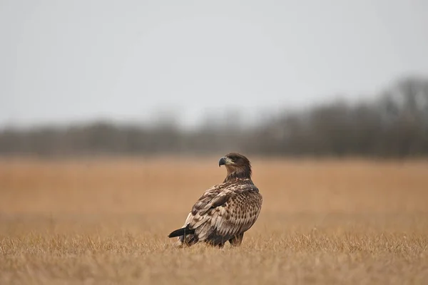 Eagle Sitting Auf Dem Grass — Stockfoto