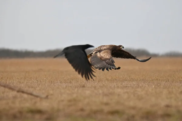 Kostenlose Eagle Flug Auf Dem Feld — Stockfoto