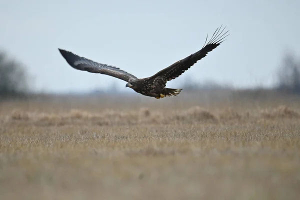 Kostenlose Eagle Flug Auf Dem Feld — Stockfoto