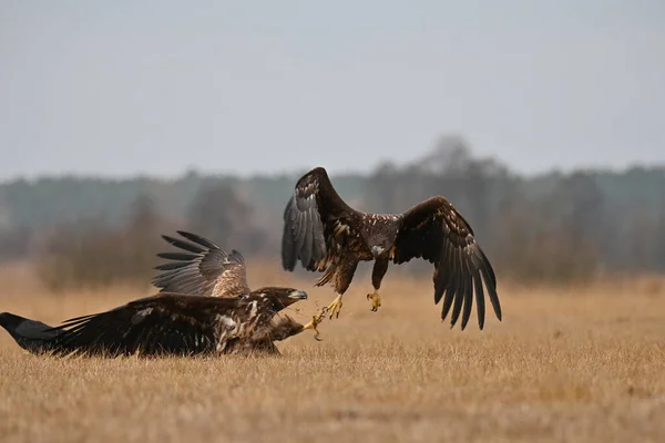 Kampf Der Adler Auf Dem Feld Nahrung — Stockfoto