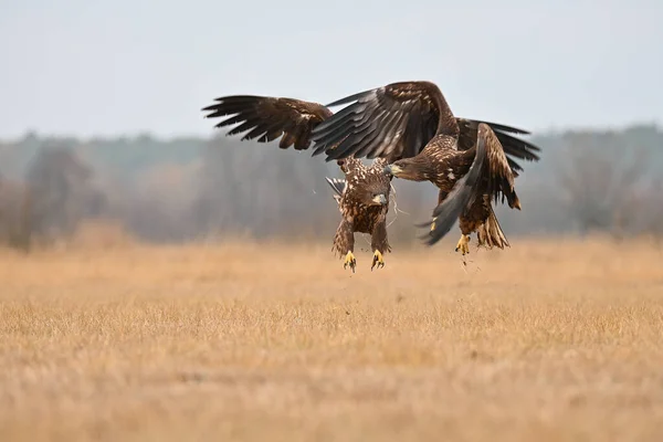 Fight Eagles Field Food — Stock Photo, Image