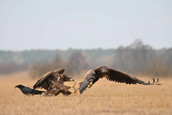 Kampf Der Adler Auf Dem Feld Nahrung — Stockfoto