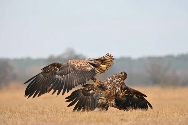 fight of eagles on the field for food