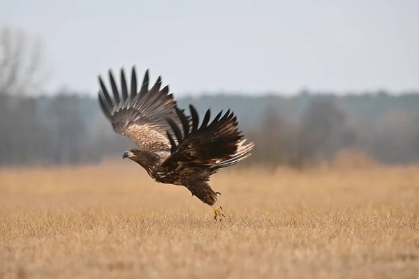 Kostenlose Eagle Flug Auf Dem Feld — Stockfoto