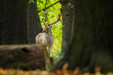 Fallow Geyiği tekdüze