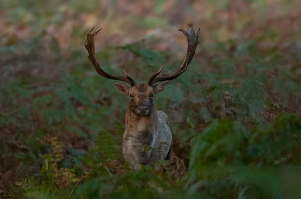 Fallow Veado Rotina — Fotografia de Stock