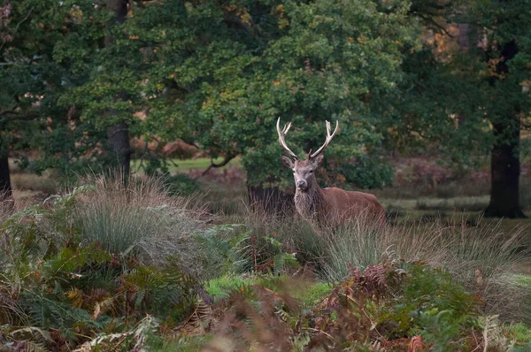 Red Deer — стоковое фото