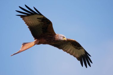 Havada kırmızı uçurtma