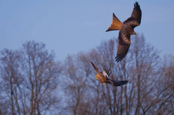 Röd Drake Luften — Stockfoto